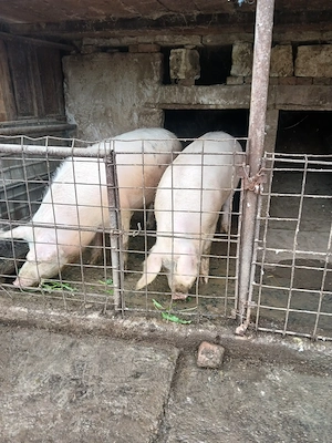 Porci de vanzare  - imagine 2