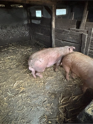 Purcelusi de rasa - imagine 2