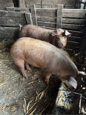 Purcelusi de rasa - imagine 4