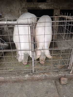 Porci de vanzare 