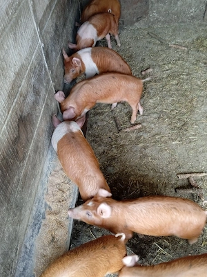 Vând purcei  - imagine 3