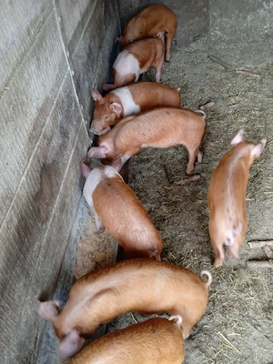 Vând purcei  - imagine 2