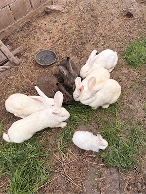 Iepuri de vanzare - imagine 2