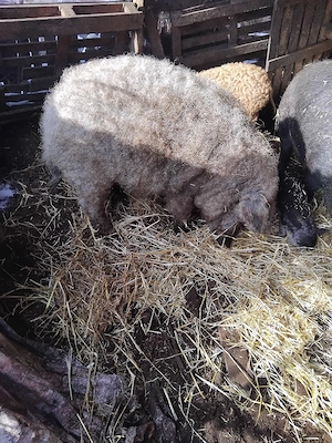 Porci de vânzare  - imagine 3