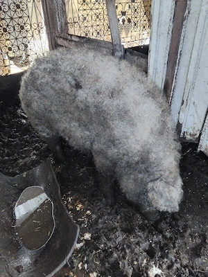 Porci de vânzare  - imagine 2