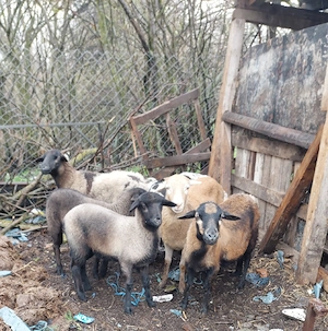 oi de camerun cu miei  - imagine 3