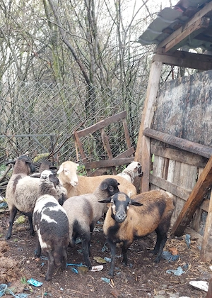 oi de camerun cu miei  - imagine 5