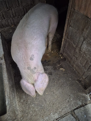  vier rasa mixta, 140kg - imagine 2