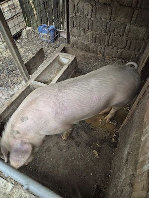  vier rasa mixta, 140kg - imagine 4