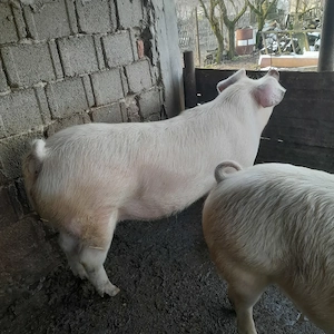 Porci de tara