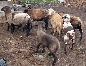 oi de camerun cu miei  - imagine 2