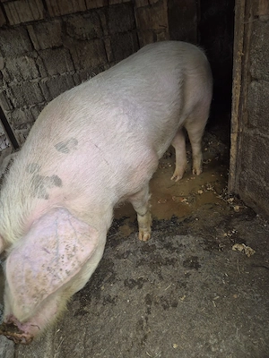  vier rasa mixta, 140kg - imagine 3