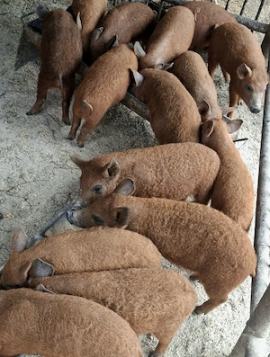 Purcei Mangalița Autentic - imagine 4