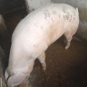 Porci de tara - imagine 3