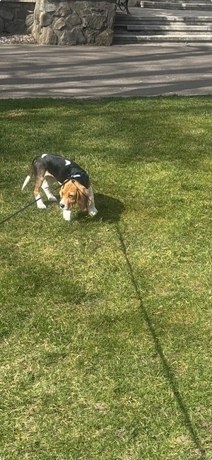 vând catel beagle - imagine 3