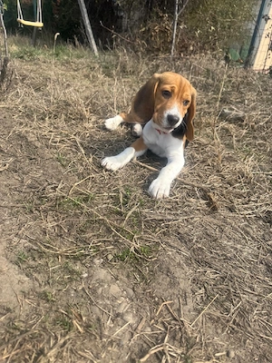 vând catel beagle - imagine 2