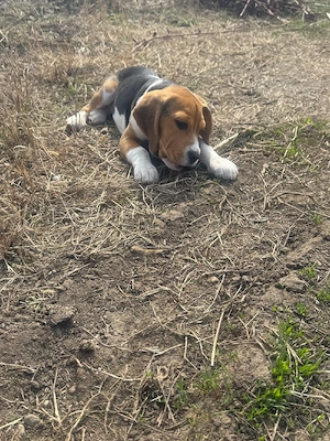 vând catel beagle - imagine 5