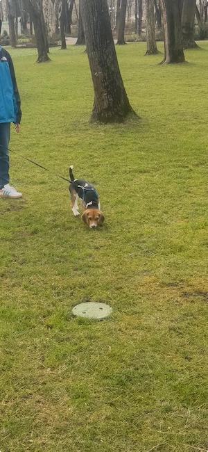 vând catel beagle - imagine 4