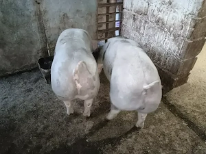 porci mari - imagine 2