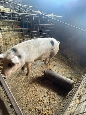 vand purcea pentru taiat