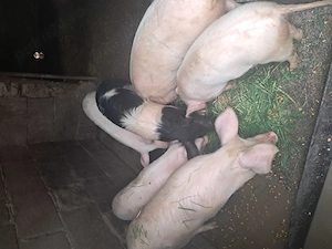 Vand soldani in beltiug 