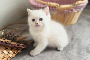 British Shorthair White 