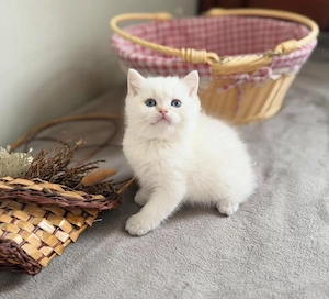 British Shorthair White  - imagine 3