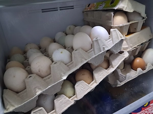 ouă de rață și găină de consum 