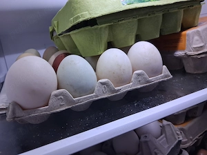 ouă de rață și găină de consum  - imagine 2