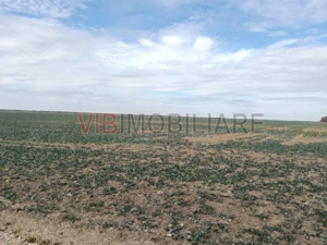 Ferma Agricolă 1.350 Hectare – Grad de Comasare 96–97%, Chișineu Criș, Județul Arad - imagine 5