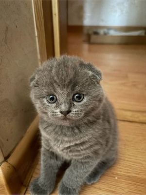 British shorthair scotish