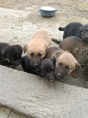 Donez cățeluși Ploiesti  - imagine 3