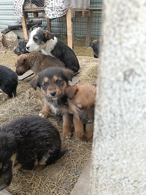 Donez cățeluși Ploiesti  - imagine 4