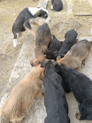 Donez cățeluși Ploiesti  - imagine 2