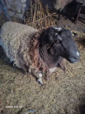 Vând  berbec  suffolk  - imagine 2