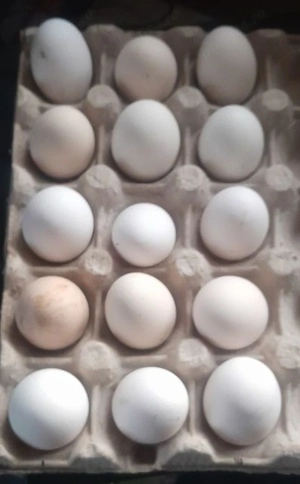 oua găinușe pitice