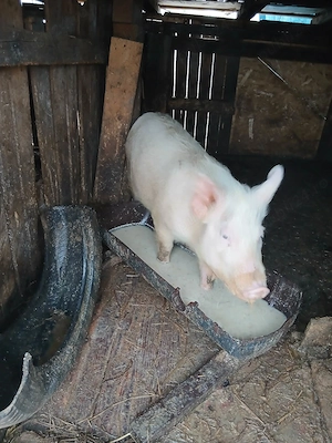 Purcică de vânzare crescută cu cereale