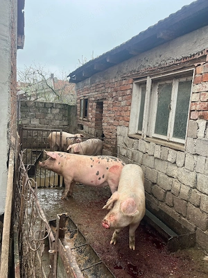 Porci de vanzare - imagine 2