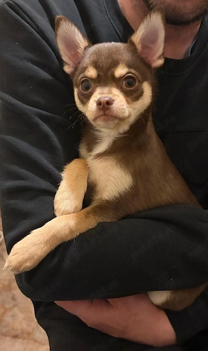 Oferta! Pui mascul Chihuahua de vanzare, 3 luni