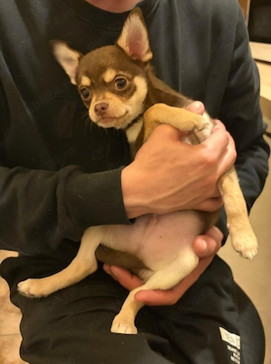 Oferta! Pui mascul Chihuahua de vanzare, 3 luni - imagine 2