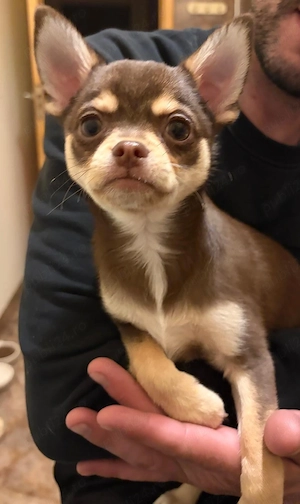 Oferta! Pui mascul Chihuahua de vanzare, 3 luni - imagine 3