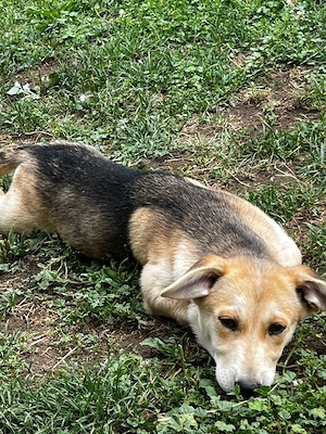 dau spre adopție  - imagine 3