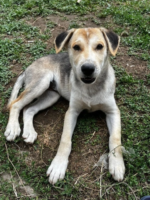 dau spre adopție  - imagine 2