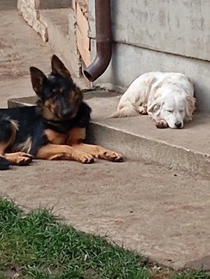 Donez câine metis femela - imagine 2