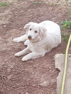 Donez câine metis femela - imagine 3