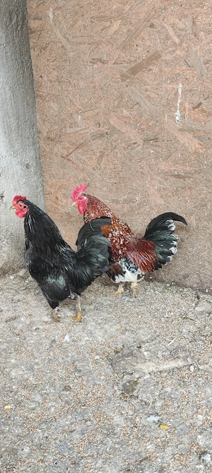 Vand cocosi pitici - imagine 4