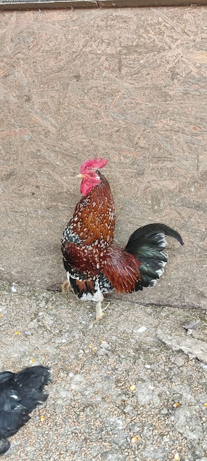 Vand cocosi pitici - imagine 2