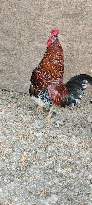 Vand cocosi pitici - imagine 3