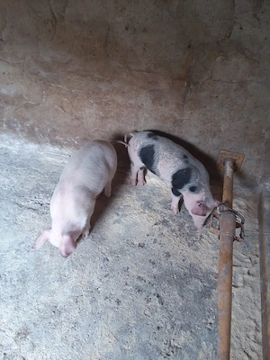  Vand doua purcele de rasa