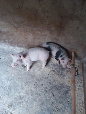  Vand doua purcele de rasa